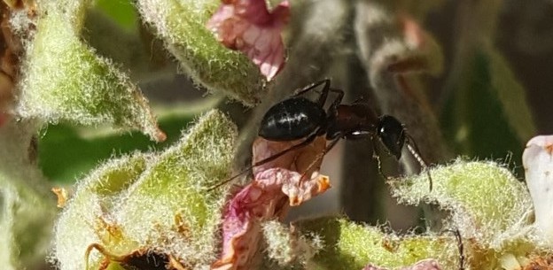Camponotus kurdistanicus