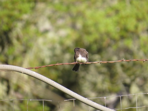 iNaturalist observation photo of Black Phoebe