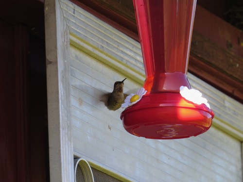 iNaturalist observation photo of Anna's Hummingbird
