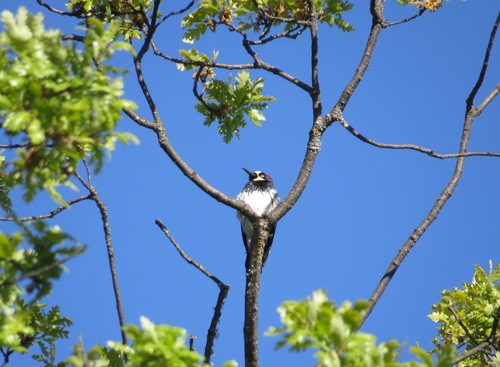 iNaturalist observation photo of Acorn Woodpecker