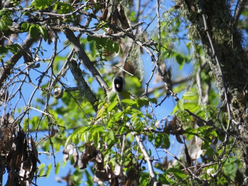 iNaturalist observation photo of Lawrence's Goldfinch