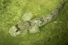 Periophthalmus modestus