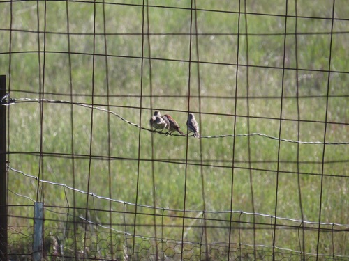 iNaturalist observation photo of House Finch