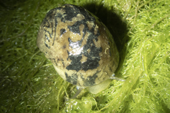 Nerita albicilla