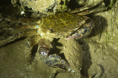 Metopograpsus frontalis