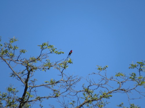 iNaturalist observation photo of Anna's Hummingbird