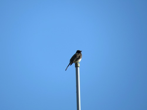iNaturalist observation photo of Black Phoebe