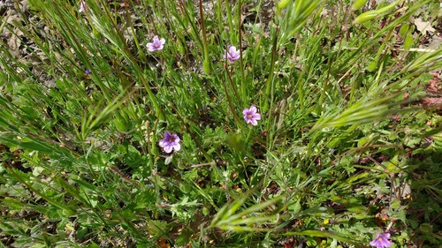 iNaturalist observation photo of Mediterranean Stork's-bill