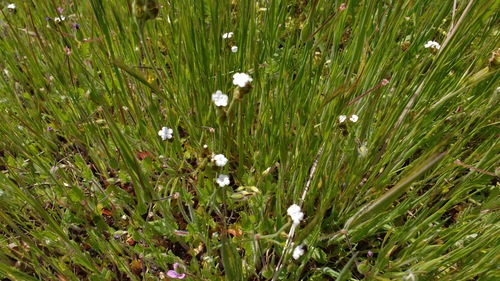 iNaturalist observation photo of Popcornflowers