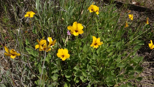 iNaturalist observation photo of California Golden Violet