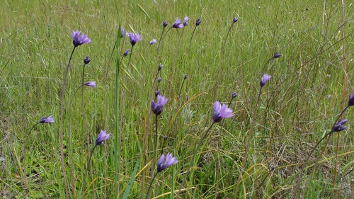 iNaturalist observation photo of blue dicks
