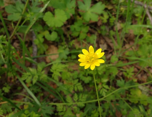 iNaturalist observation photo of California buttercup