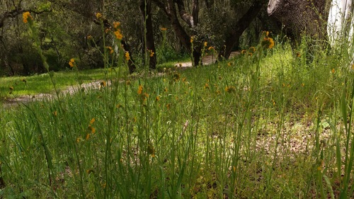 iNaturalist observation photo of Common Fiddleneck