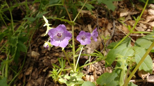 iNaturalist observation photo of Fiesta Flower