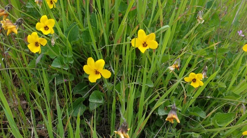 iNaturalist observation photo of California Golden Violet