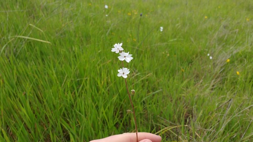 iNaturalist observation photo of San Francisco woodland-star