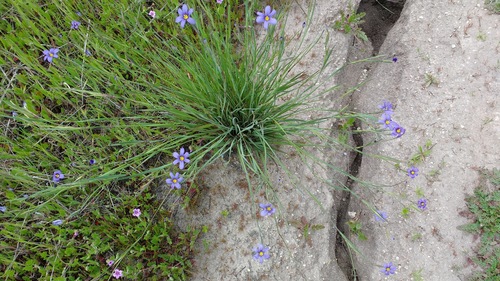 iNaturalist observation photo of western blue-eyed grass