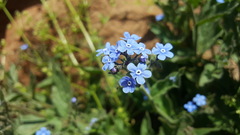 Brunnera orientalis