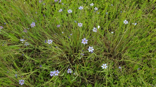 iNaturalist observation photo of western blue-eyed grass
