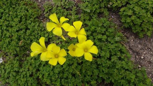 iNaturalist observation photo of Bermuda buttercup