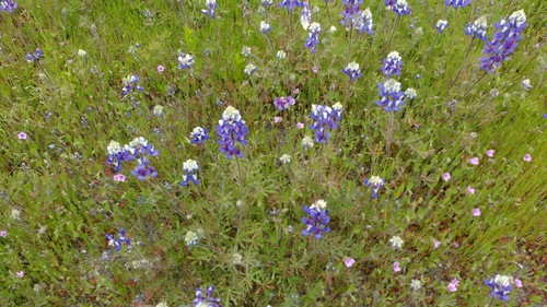 iNaturalist observation photo of lupines
