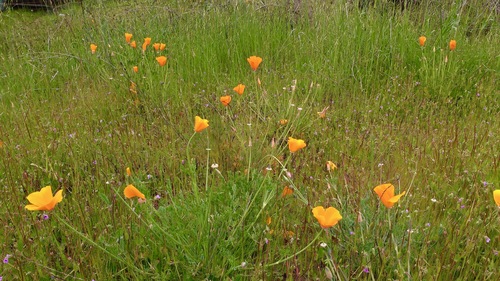 iNaturalist observation photo of California poppy