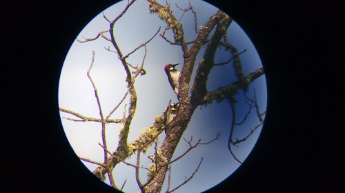 iNaturalist observation photo of Acorn Woodpecker