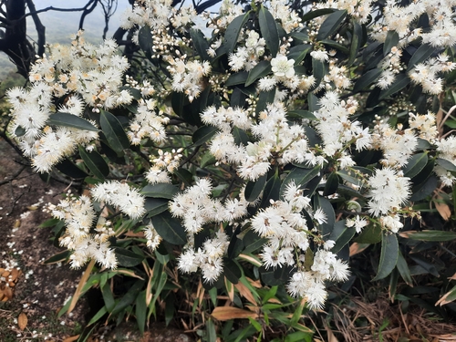 Symplocos prunifolia iNat (2)