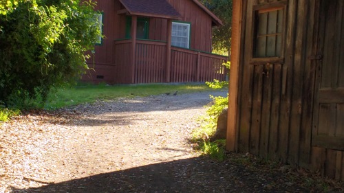 iNaturalist observation photo of California Quail
