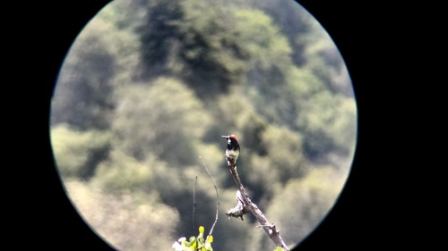 iNaturalist observation photo of Acorn Woodpecker