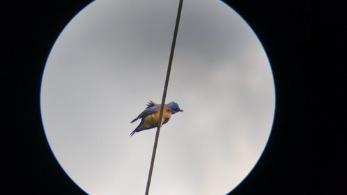 iNaturalist observation photo of Western Bluebird
