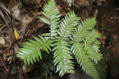Cyathea dealbata