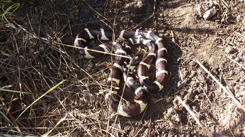 iNaturalist observation photo of California King Snake