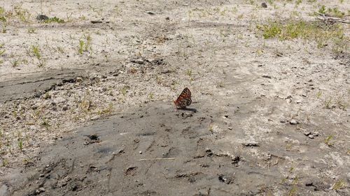 iNaturalist observation photo of Variable Checkerspot
