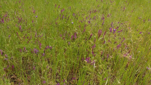 iNaturalist observation photo of hairy vetch