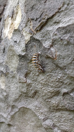 iNaturalist observation photo of Checkerspots