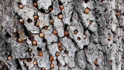 iNaturalist observation photo of Acorn Woodpecker