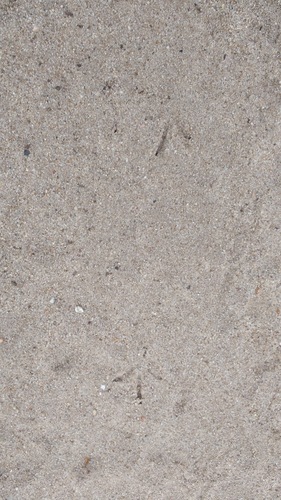 iNaturalist observation photo of California Quail