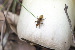 Tapeigaster annulipes