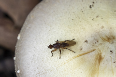 Tapeigaster annulipes