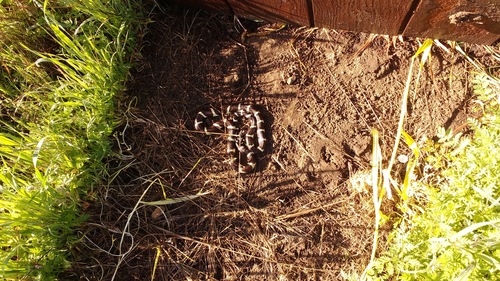 iNaturalist observation photo of California King Snake