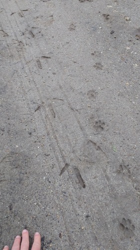 iNaturalist observation photo of Wild Turkey
