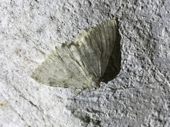Triphosa sabaudiata