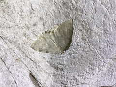 Triphosa sabaudiata