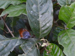 Cyanoderma bicolor