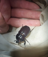 Homophileurus quadrituberculatus