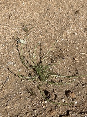 Pectocarya anisocarpa