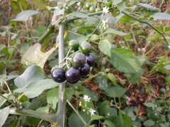 Solanum scabrum