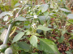 Solanum scabrum