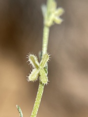 Pectocarya anisocarpa